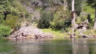 Chinook de 22 kilos en rio mañihuales