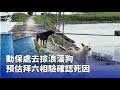 高雄流浪狗事件