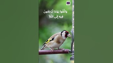 تلاوات خاشعة   ( واتقوا يوماً ترجعون فيه إلى الله )