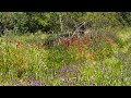 Waist high flowers and still planting the miyawaki forest