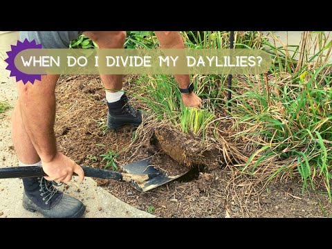 Video: Come dividere le Daylilies – Suggerimenti per separare le piante di Daylily nel giardino