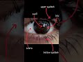 рџ ЃпёЏрџ ЃпёЏ Video Streosly Music IRIS By PASTEL GHOST Biology Eyes Iris рџ ЃпёЏрџ ЃпёЏ Video Streosly Music IRIS By PASTEL GHOST Biology Eyes Iris