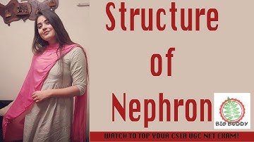 CSIR Net Life Science Lectures Module Wise Chapter One Part Twenty Eight| Structure of Nephron |