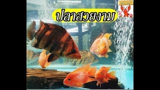 ปลาสวยงาม สนามหลวง 2(ตอนที่2) ปลาเสือตอ ปลาคาร์ฟ ปลาทอง