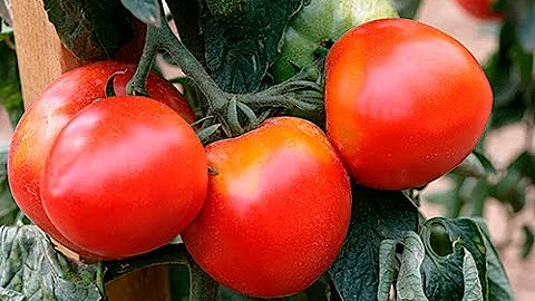 Quelles sont les meilleures tomates gustatives ?