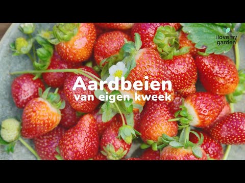Video: Tuin Aarbei