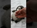 Fluffy Penguin Gets Tickled and Loves It! 😂🐧 #babypenguin #cute