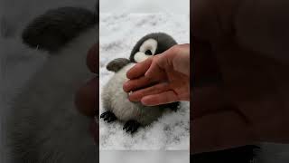 Fluffy Penguin Gets Tickled and Loves It! 😂🐧 #babypenguin #cute