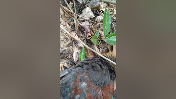 Mug tua tau ib tug qaib qus