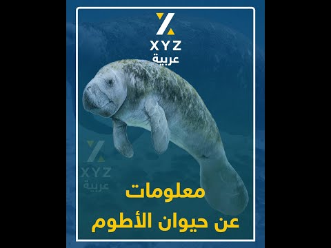 معلومات عن حيوان الأطوم