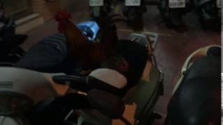 Rooster on a Motorcycle by JoeMan 66 views 7 years ago 10 seconds