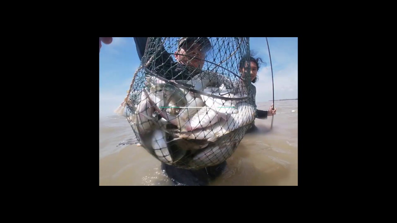 IKAN SENANGIN MENYERANG 