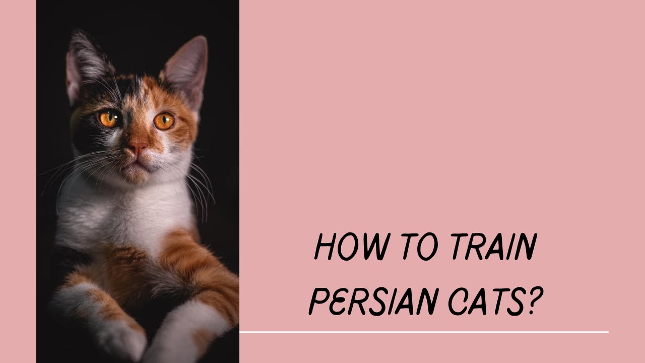 Do you know how to train Persian cats How to train Persian cats