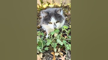 Cats discover catnip growing in backyard #cat #ragdoll #siamese #catlovers #catnip #plants #outdoor