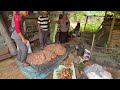 Tigers attacking villagers in remote Sumatra