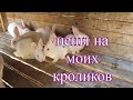 Цены на моих кроликов / цены  на комбикорм в Краснодарском крае