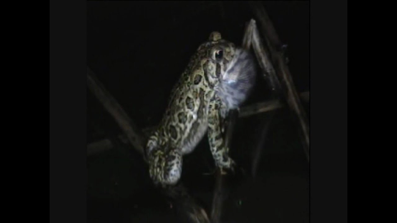 amphibians nedir American toad calling