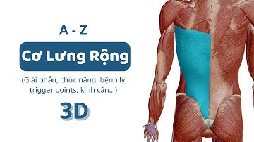 #8: Cơ Lưng Rộng (3D) | A-Z đặc điểm các nhóm cơ