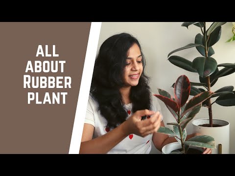 All you need to know about the Rubber Plant | Rubber Plant Care Indoors