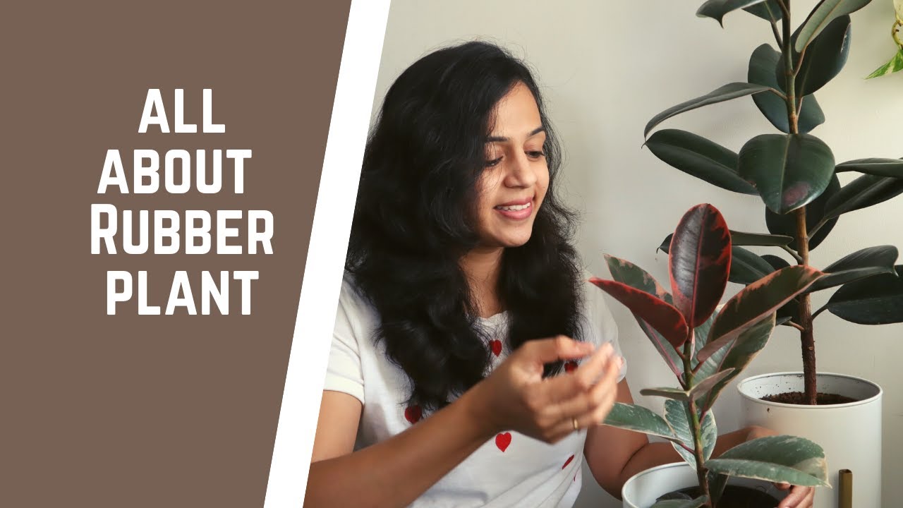 All you need to know about the Rubber Plant | Rubber Plant Care Indoors