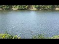 川面を飛び跳ねる大量のボラ
