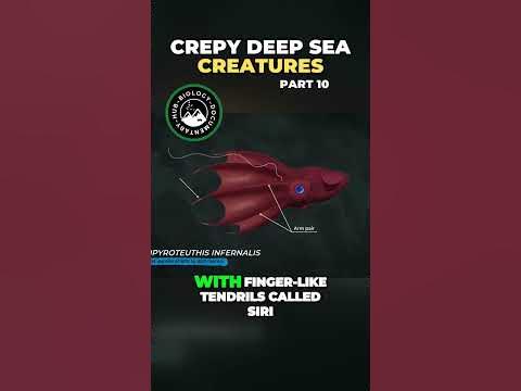 Vampire Squids Secret Diet Revealed Surprising and Mysterious - YouTube
