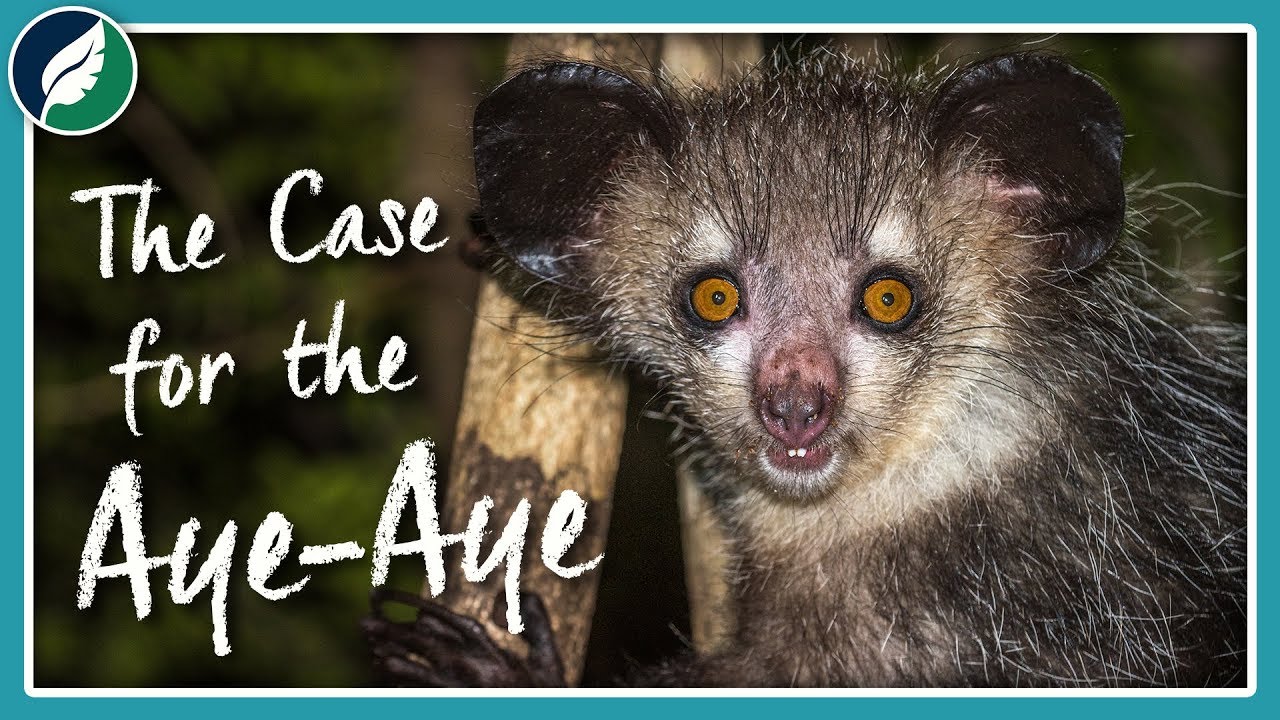 ⁣The Case for the Aye-Aye