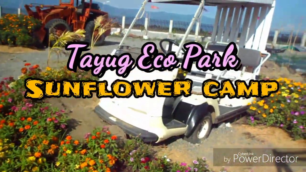 Sunflower Garden Tayug, Pangasinan YouTube