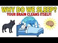 Why Do we Sleep 💤