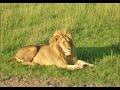 野生の王国 OPテーマ シンガーズ・スリー 版