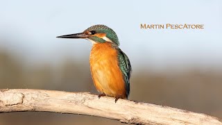 Martin Peore - Canon R6 Canon 400Mm F5.6