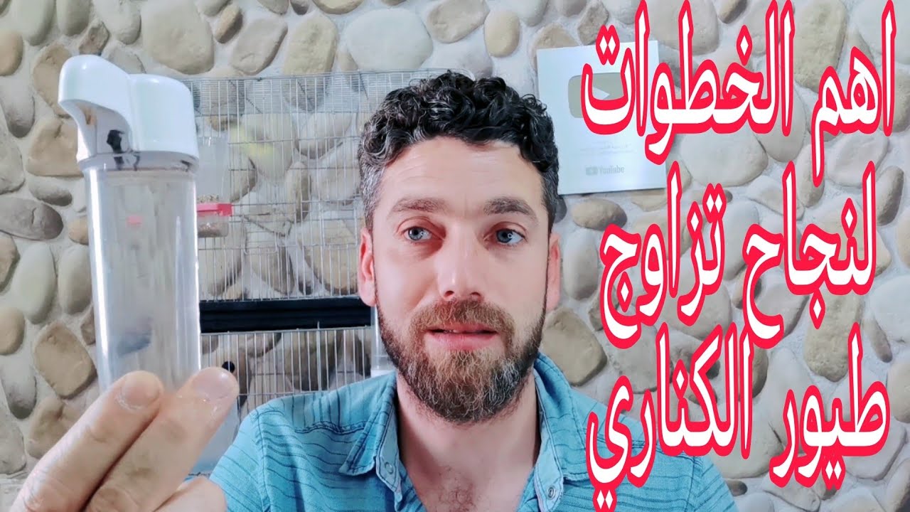 تزاوج الكناري من الألف إلى الياء تعلم  أساسيات تزاوج طيور الكناري ب ١٠ دقائق