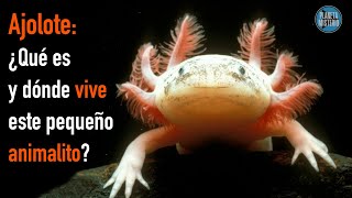 Ajolote | ¿Qué es y dónde vive este pequeño animalito?