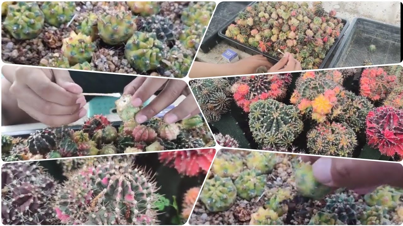 เด็ดหน่อไม้กราฟ เอาไปชำระบบเปิด รากมาดี สูตรนี้ต้องลอง EP.6/2566