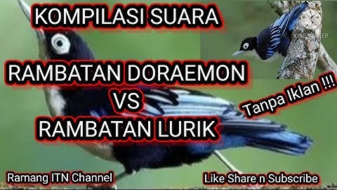 KOMPILASI SUARA BURUNG RAMBATAN DORAEMON VS RAMBATAN LURIK || RAMBATAN GACOR || MASTERAN RAMBATAN