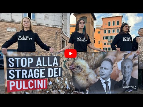 Basta ritardi: in azione a Roma per i pulcini maschi
