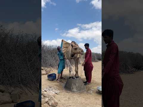 فتاة تسكب الماء في بئر عميق لتخفيف الحمل على جملها في الحر الشديد
