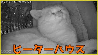 ついにキジシロ猫ちゃんがヒーターハウスに入ってくれました！！ by kopasan 6匹+3匹の猫 【猫と車とDIY】 603 views 2 months ago 4 minutes, 54 seconds