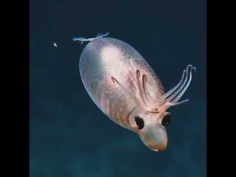 كائن بحري غريب إسمه الحبار الخنزير