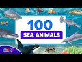 100 sea animals collection  learning aquatic animals names ands