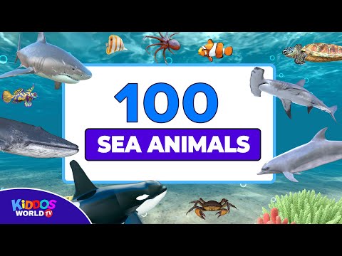 Video: 100 + Awesome og morsomme Pet Turtle and Tortoise Navne