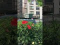 Flower Market NYC - 28th street - (part 2)