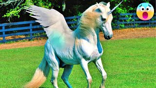 Top 10 Most Rarest Horses In The World You Never Seen Before | Rare Horse Breeds | Real Unicorn