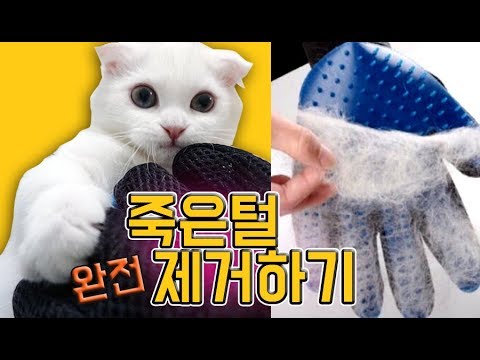 털뿜뿜고양이 죽은털 몽땅 제거하기!청소기타는 먼치킨(심쿵주의)모모네고양이 이야기 재미있는 인형극 어린이채널♡모모TV/모모토이즈