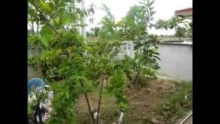 Pomme Cannelle En Thaïlande