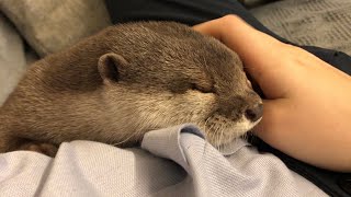 カワウソさくら 飼い主の体でゴシゴシをする Otter wiping with the owner's body