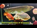 Last of arowana  monster fish tank update