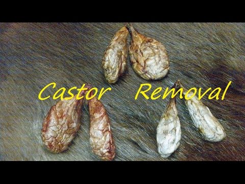 How to remove Beaver castor glands 