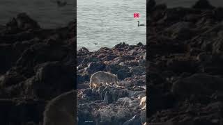 Turns out the Alcatraz coyote didn't swim from San Francisco, officials say