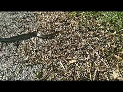 Incontri serpenti per